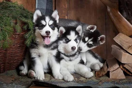 Siberian husky puppies