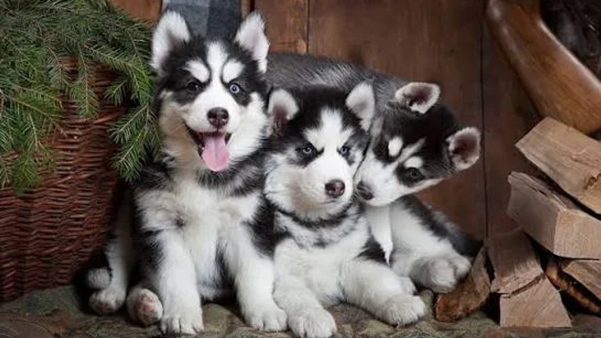 Siberian husky puppies | Dogs | Elbasan | Ad gallery (SEO) | 3