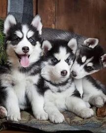 Siberian husky puppies