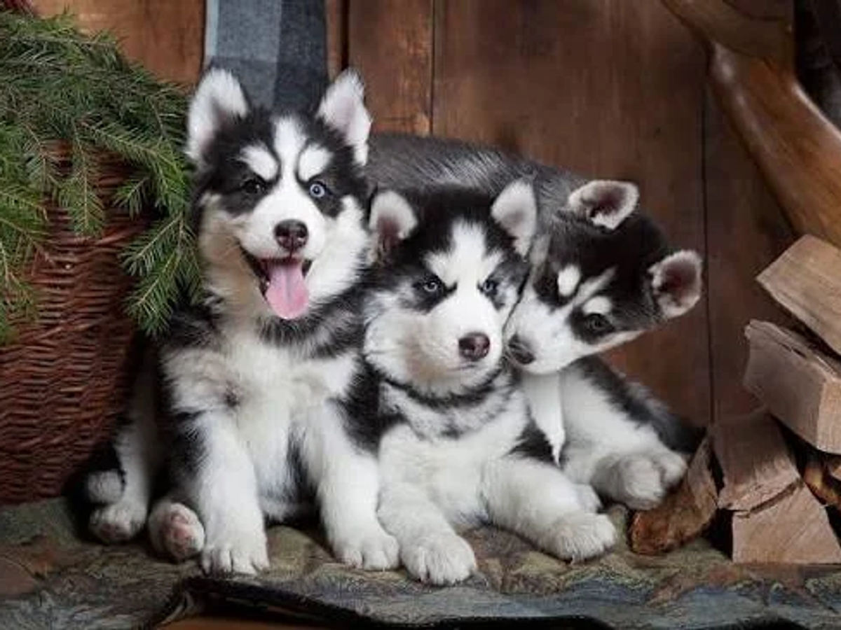Siberian husky puppies | Dogs | Elbasan | Ad gallery (SEO) | 2
