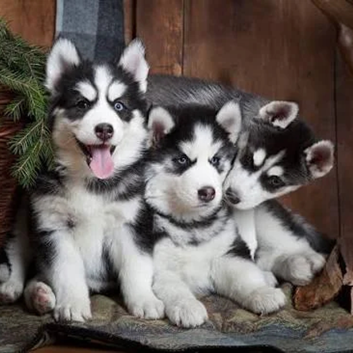 Siberian husky puppies | Dogs | Elbasan | Ad gallery (SEO) | 1