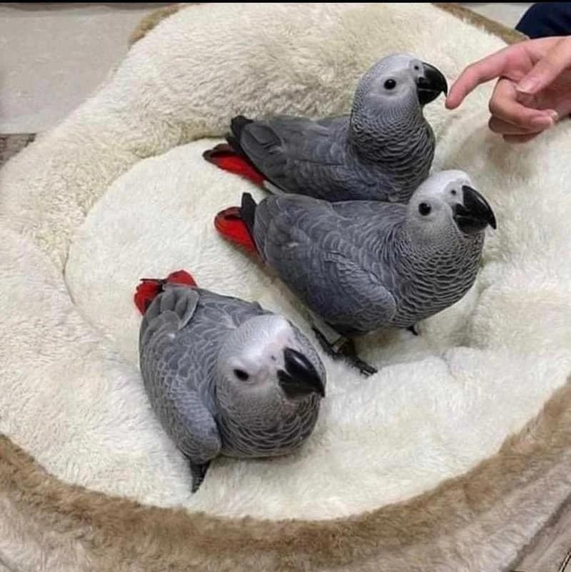 African Grey Parrots | Birds | Berlin | 2