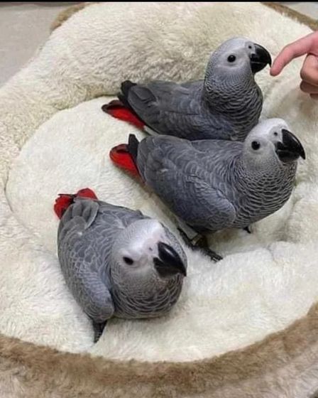 African Grey Parrots | Birds | Berlin | 2