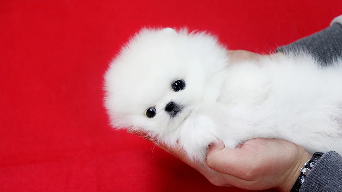 Beautiful mini t-cup Pomeranian puppies for sale. | Dogs | Barcelona | Ad gallery (SEO) | 3