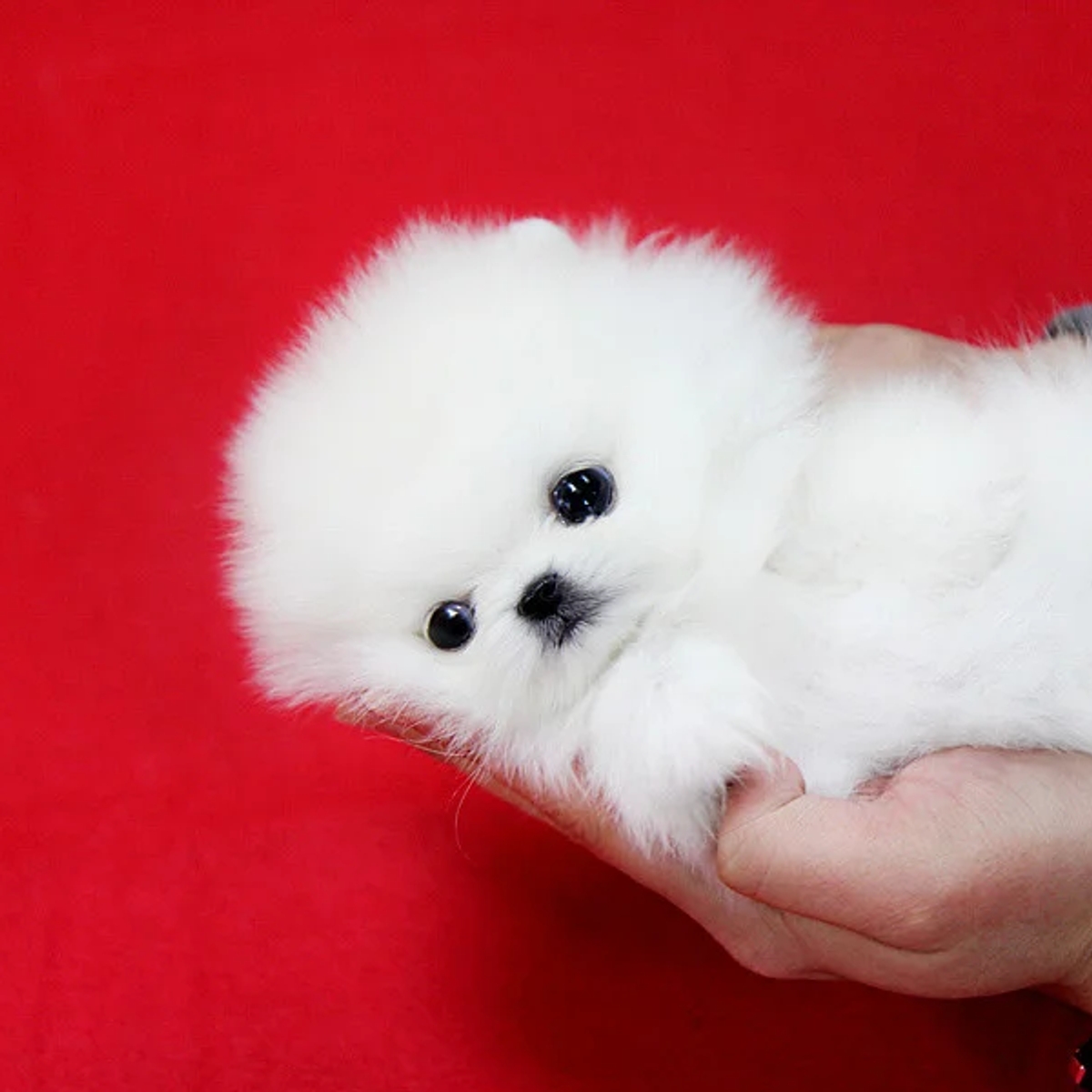 Beautiful mini t-cup Pomeranian puppies for sale. | Dogs | Barcelona | Ad gallery (SEO) | 1