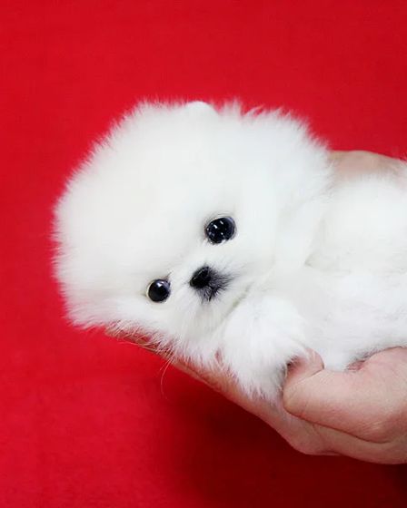 Beautiful mini t-cup Pomeranian puppies for sale. | Dogs | Barcelona | 1