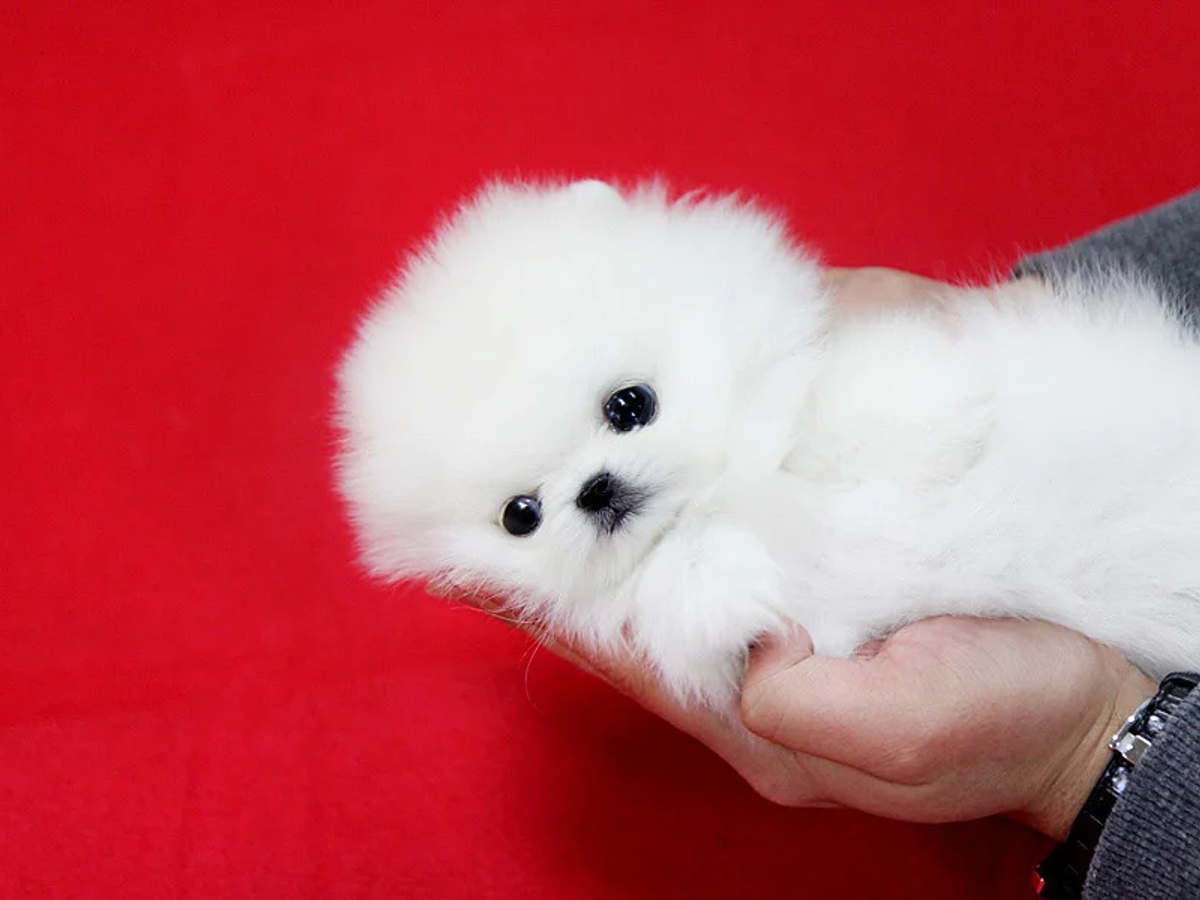 Beautiful mini t-cup Pomeranian puppies for sale. | Dogs | Barcelona | Ad gallery (SEO) | 2
