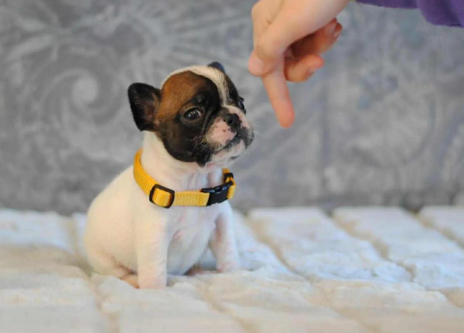 Elite White French Bulldog Male for Sale – 12 Weeks Old – Health Tested Bloodlines | Dogs | London | 4
