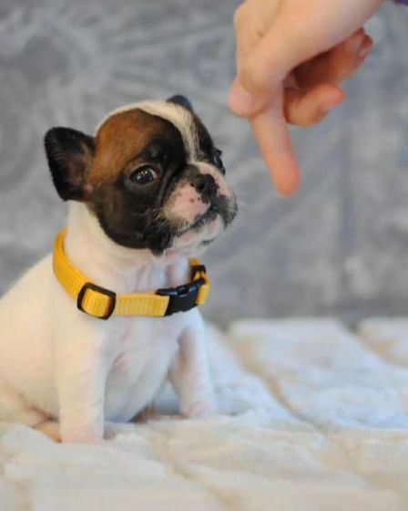 Elite White French Bulldog Male for Sale – 12 Weeks Old – Health Tested Bloodlines | Dogs | London | 4