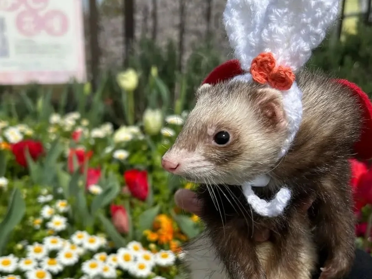 Ferrets for adoption | Other animals | Munich | Ad gallery (SEO) | 2