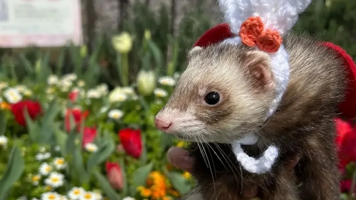 Ferrets for adoption | Other animals | Munich | Ad gallery (SEO) | 3