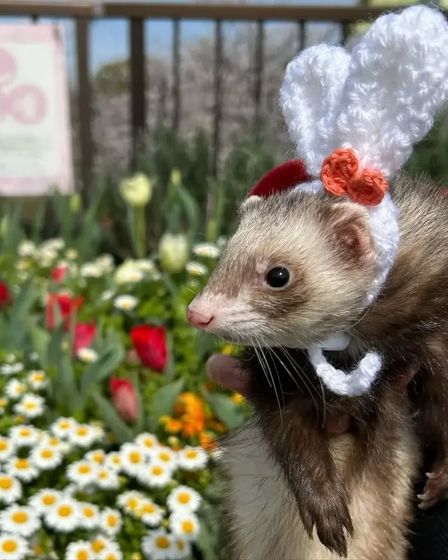 Ferrets for adoption | Other animals | Munich | 1