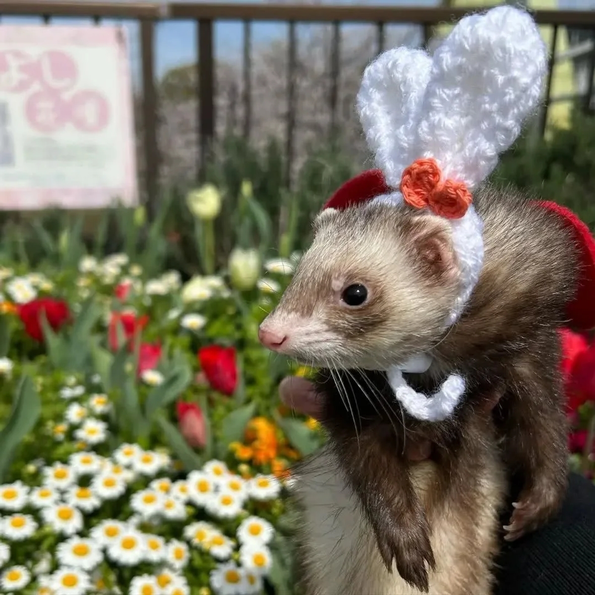 Ferrets for adoption | Other animals | Munich | Ad gallery (SEO) | 1
