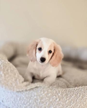 Miniature Dachshund