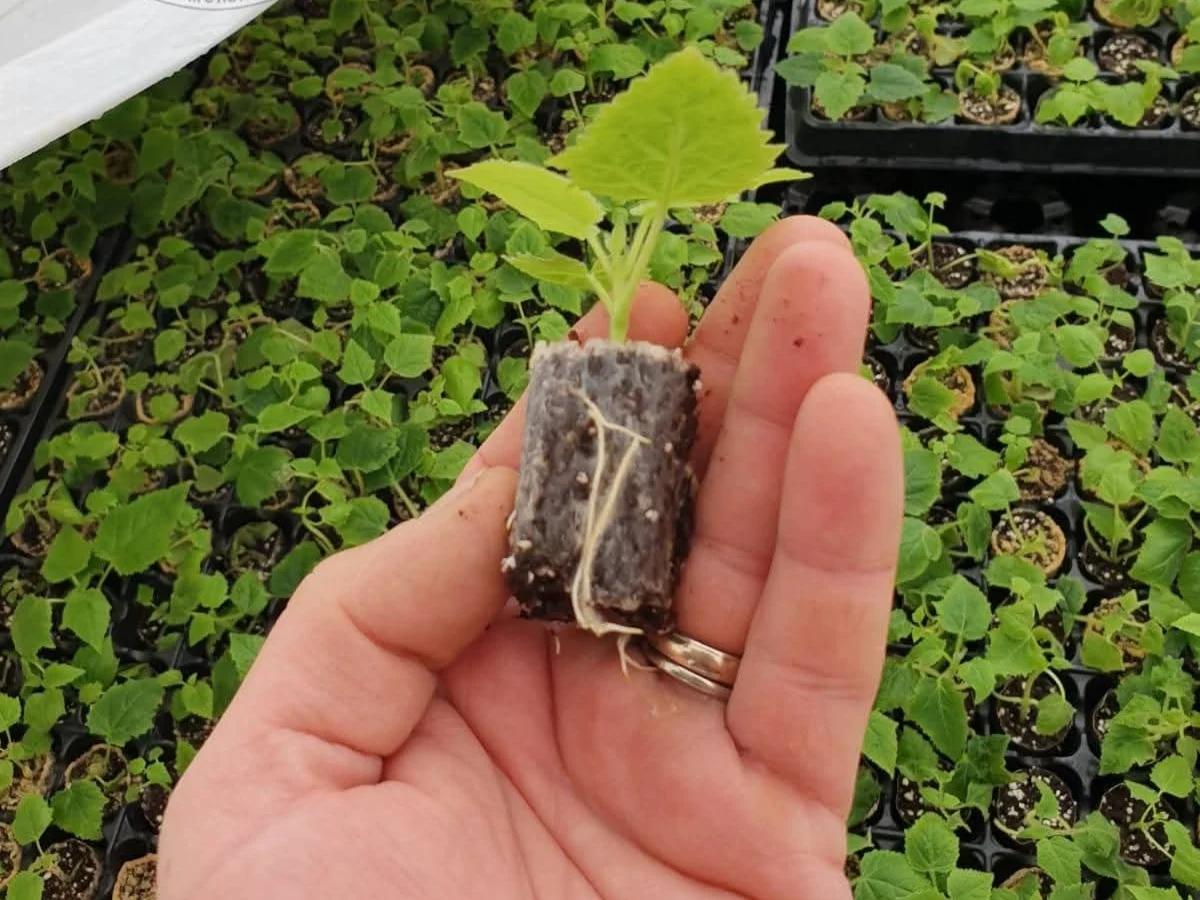 Paulownia Europa  - 3