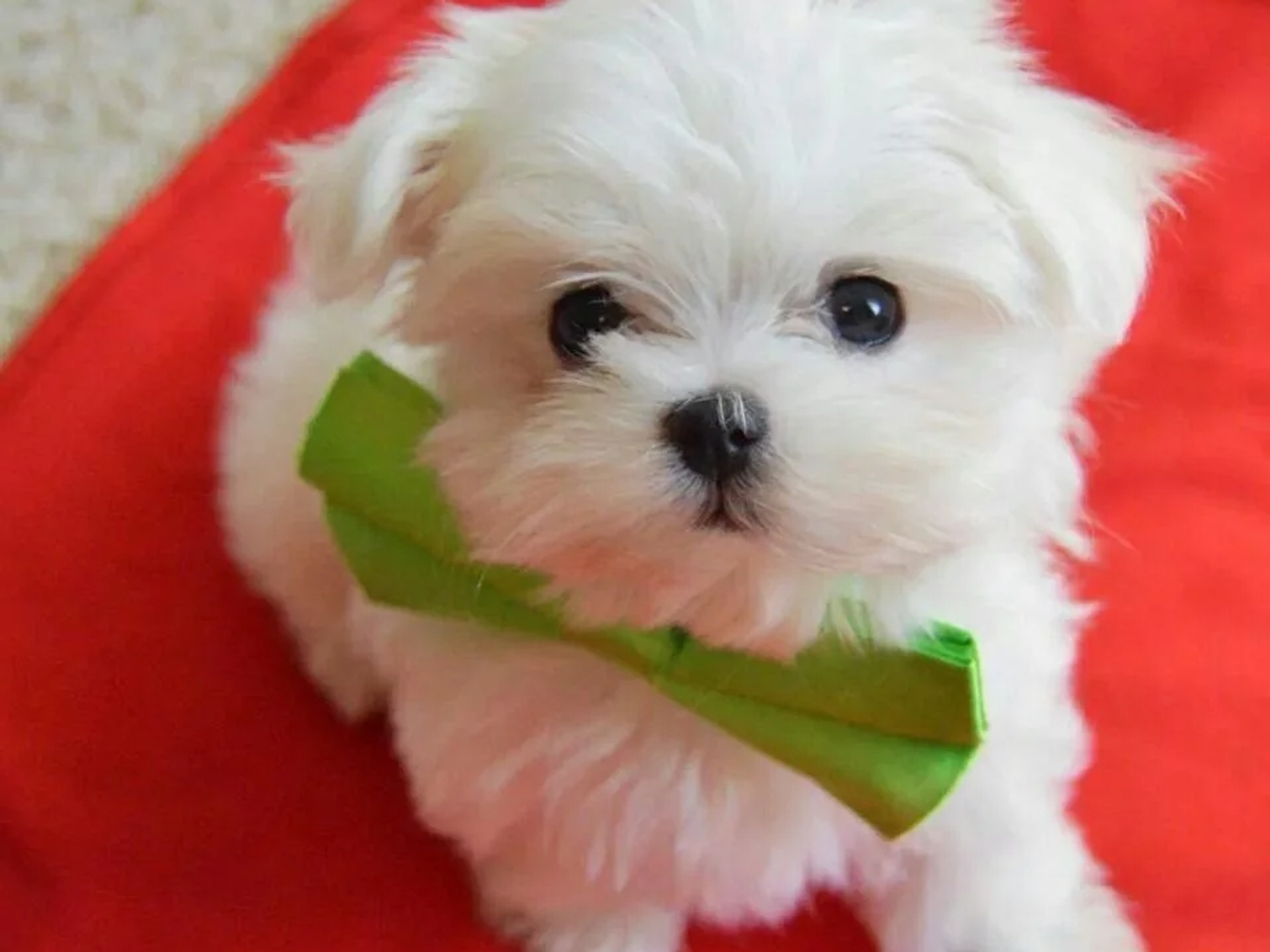 Cute male and female Maltese puppies available now | Dogs | London | Ad gallery (SEO) | 2