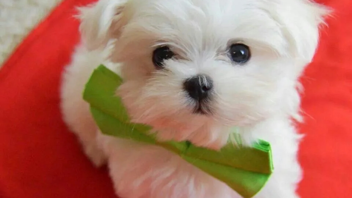 Cute male and female Maltese puppies available now | Dogs | London | Ad gallery (SEO) | 3