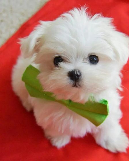 Cute male and female Maltese puppies available now | Dogs | London | 1