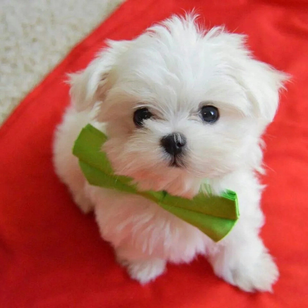 Cute male and female Maltese puppies available now | Dogs | London | Ad gallery (SEO) | 1
