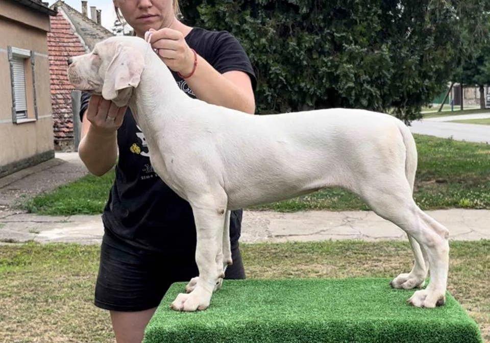 Dogo Argentino Puppies  Premium Litter | Dogs | Zrenjanin | 4