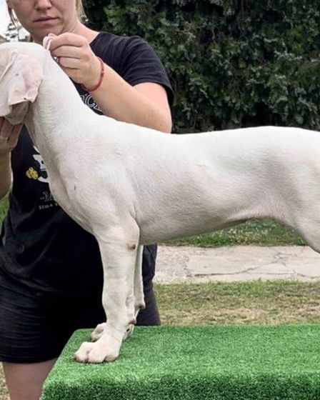 Dogo Argentino Puppies Premium Litter | Dogs | Zrenjanin | 4