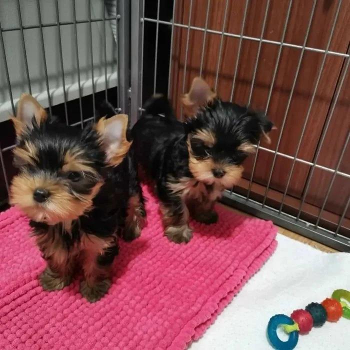 Cachorros Yorkshire Terrier Miniatura