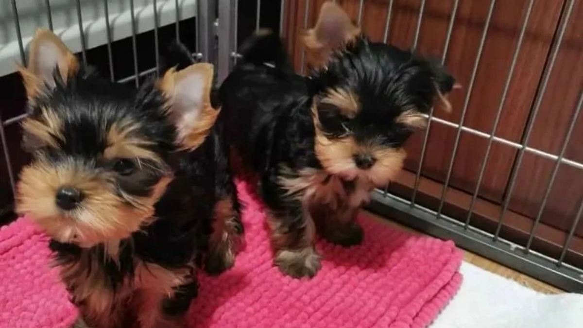 Cachorros Yorkshire Terrier Miniatura | Dogs | Madrid | Ad gallery (SEO) | 3