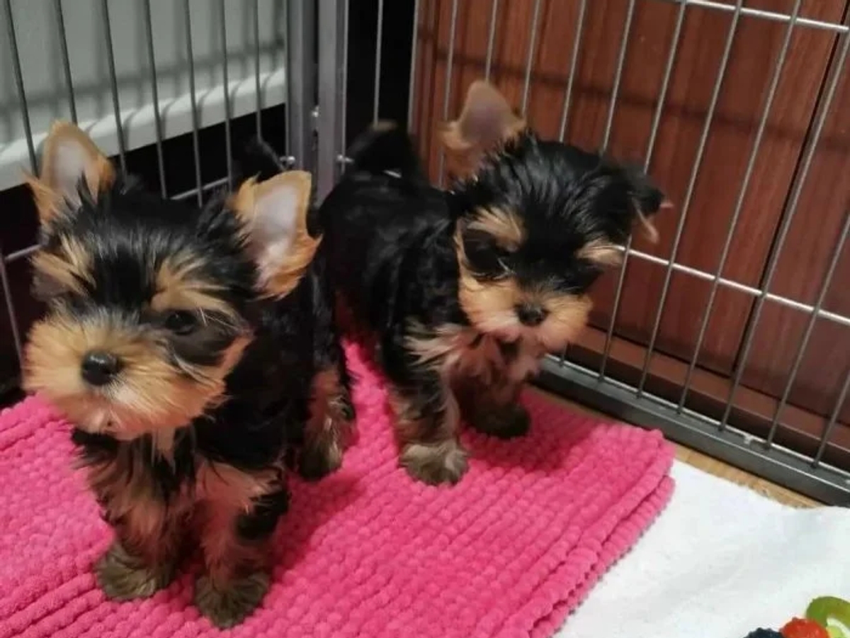 Cachorros Yorkshire Terrier Miniatura | Dogs | Madrid | Ad gallery (SEO) | 2