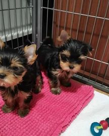 Cachorros Yorkshire Terrier Miniatura