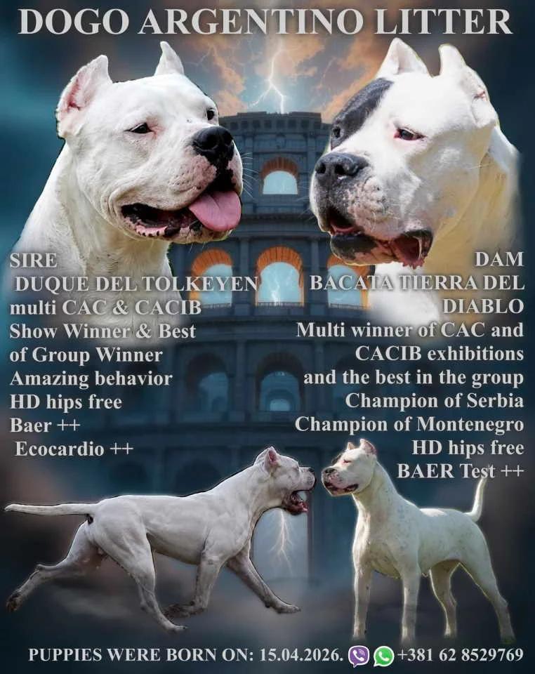 Dogo Argentino Puppies  Premium Litter