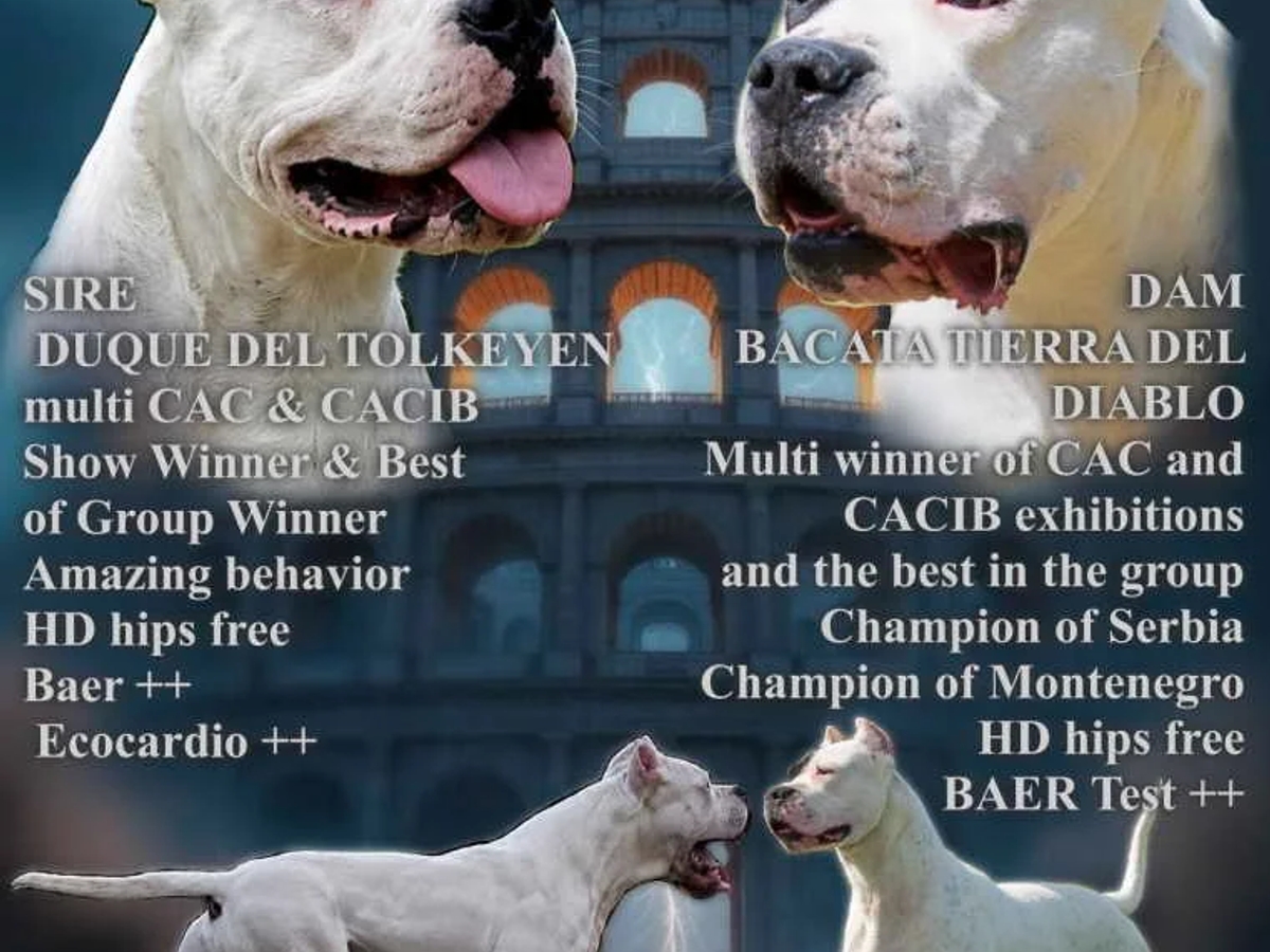 Dogo Argentino Puppies Premium Litter | Dogs | Zrenjanin | Ad gallery (SEO) | 2