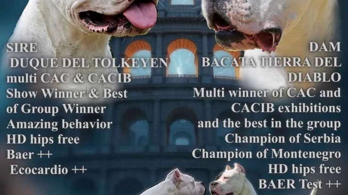 Dogo Argentino Puppies Premium Litter | Dogs | Zrenjanin | Ad gallery (SEO) | 3