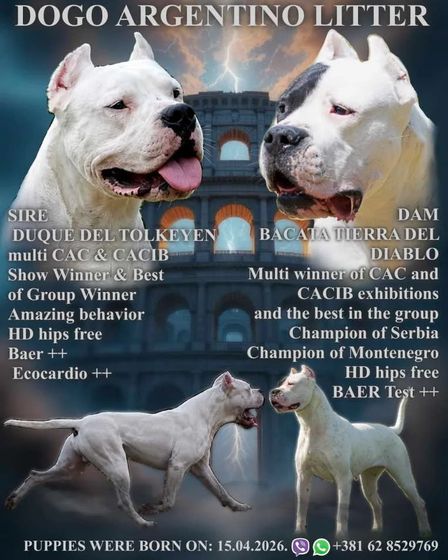 Dogo Argentino Puppies Premium Litter | Dogs | Zrenjanin | 1