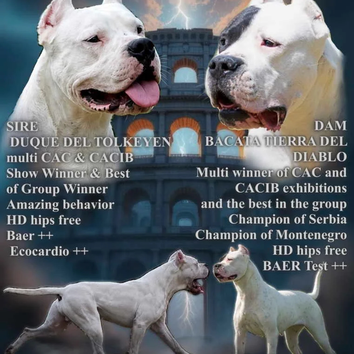 Dogo Argentino Puppies Premium Litter | Dogs | Zrenjanin | Ad gallery (SEO) | 1