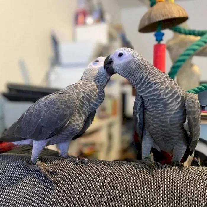 Lovely African Grey Parrots for sale