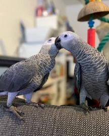 Lovely African Grey Parrots for sale