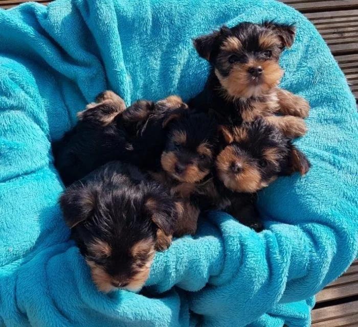 Cachorros Yorkshire Terrier Miniatura | Dogs | Madrid | 2