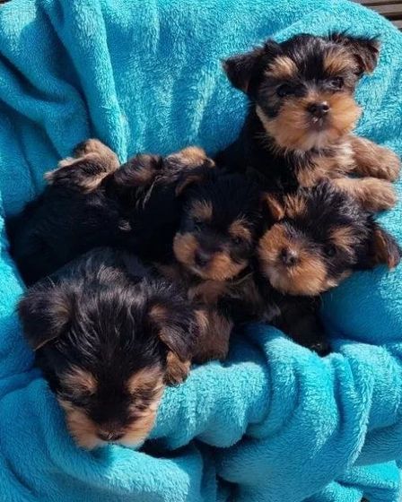 Cachorros Yorkshire Terrier Miniatura | Dogs | Madrid | 2