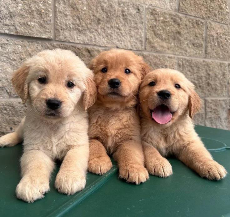 Beautiful golden retriever puppies for sale