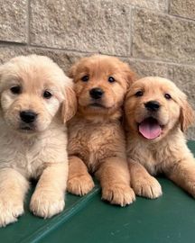 Beautiful golden retriever puppies for sale