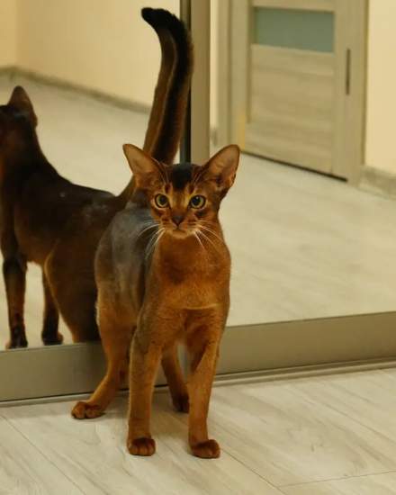 Abyssinian kitten | Cats | Riga | 1