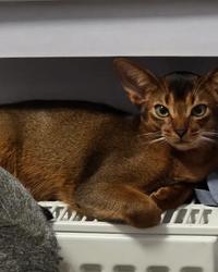 Abyssinian kitten