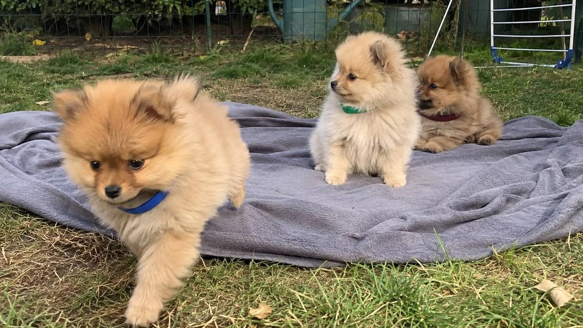 Three 12-Week-Old Pomeranian Puppies Ready For New Home | Dogs | Bilbao | Ad gallery (SEO) | 3