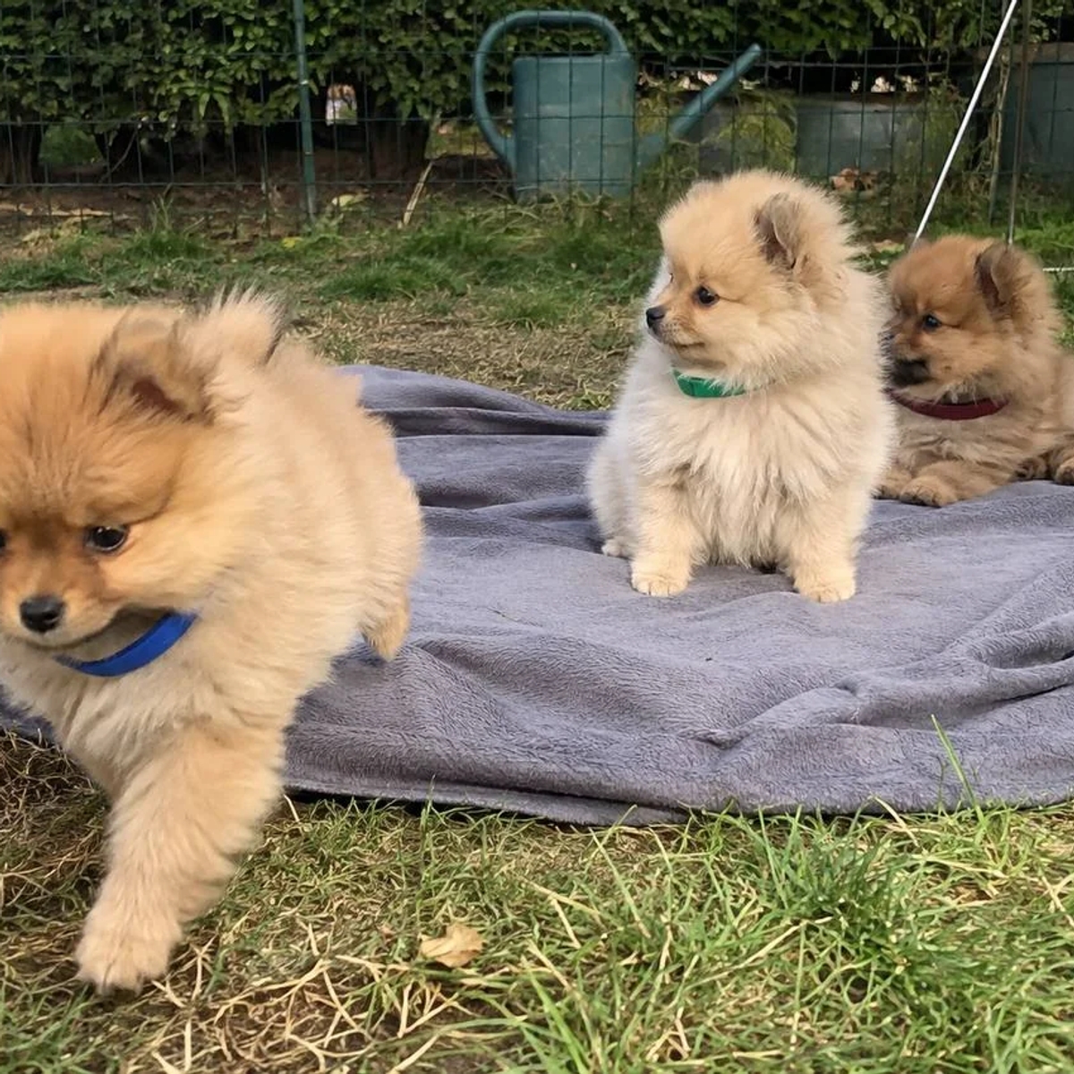 Three 12-Week-Old Pomeranian Puppies Ready For New Home | Dogs | Bilbao | Ad gallery (SEO) | 1