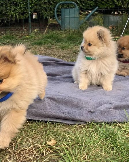 Three 12-Week-Old Pomeranian Puppies Ready For New Home | Dogs | Bilbao | 1