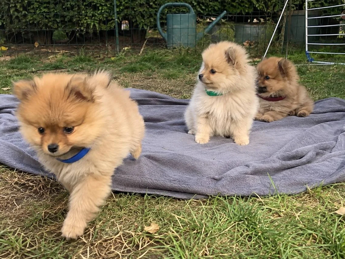 Three 12-Week-Old Pomeranian Puppies Ready For New Home | Dogs | Bilbao | Ad gallery (SEO) | 2