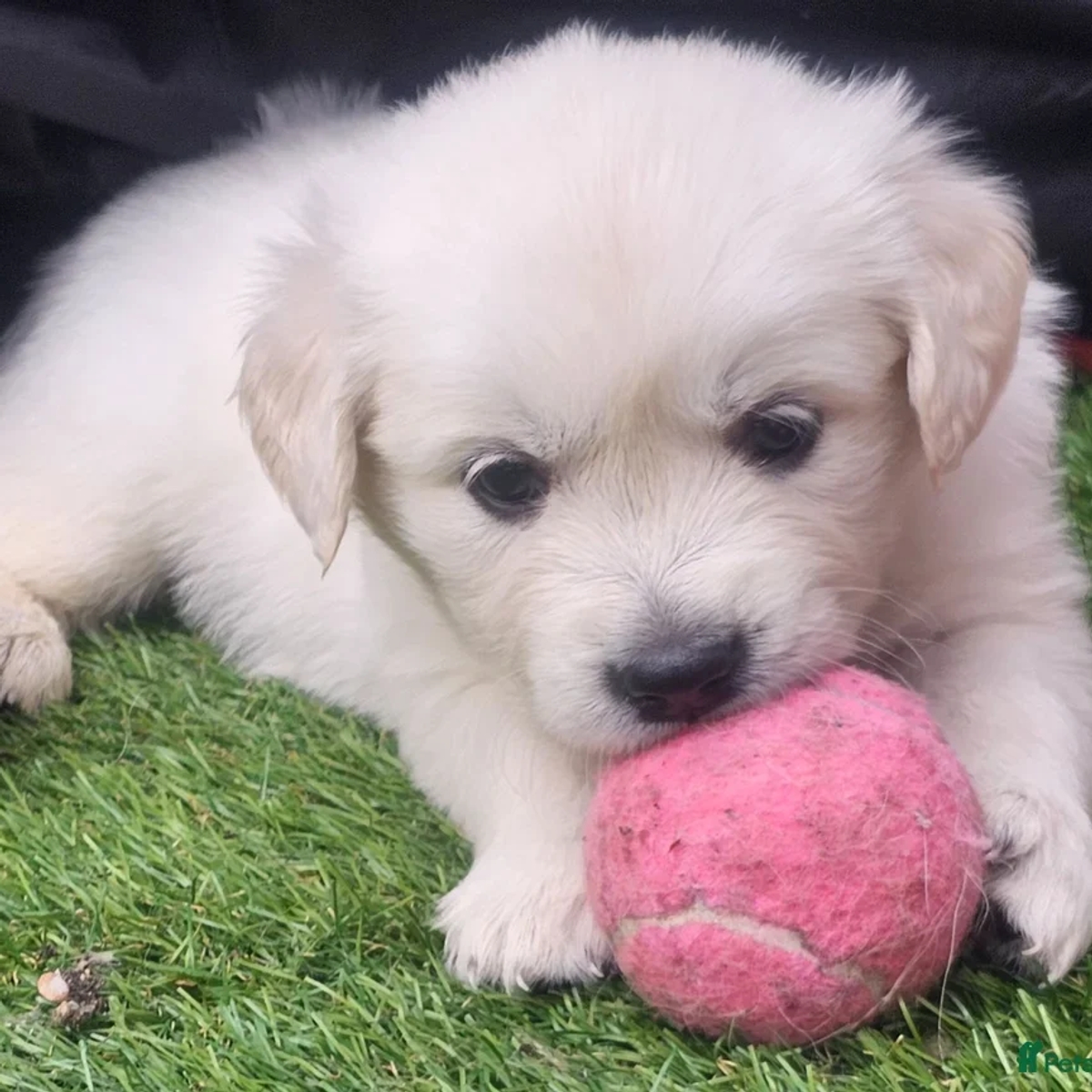 Krásne šteniatka pripravené na odchod! | Dogs | Bratislava | Ad gallery (SEO) | 1