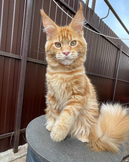 Beautiful maine coon kittens are available | Cats | Paris | 4