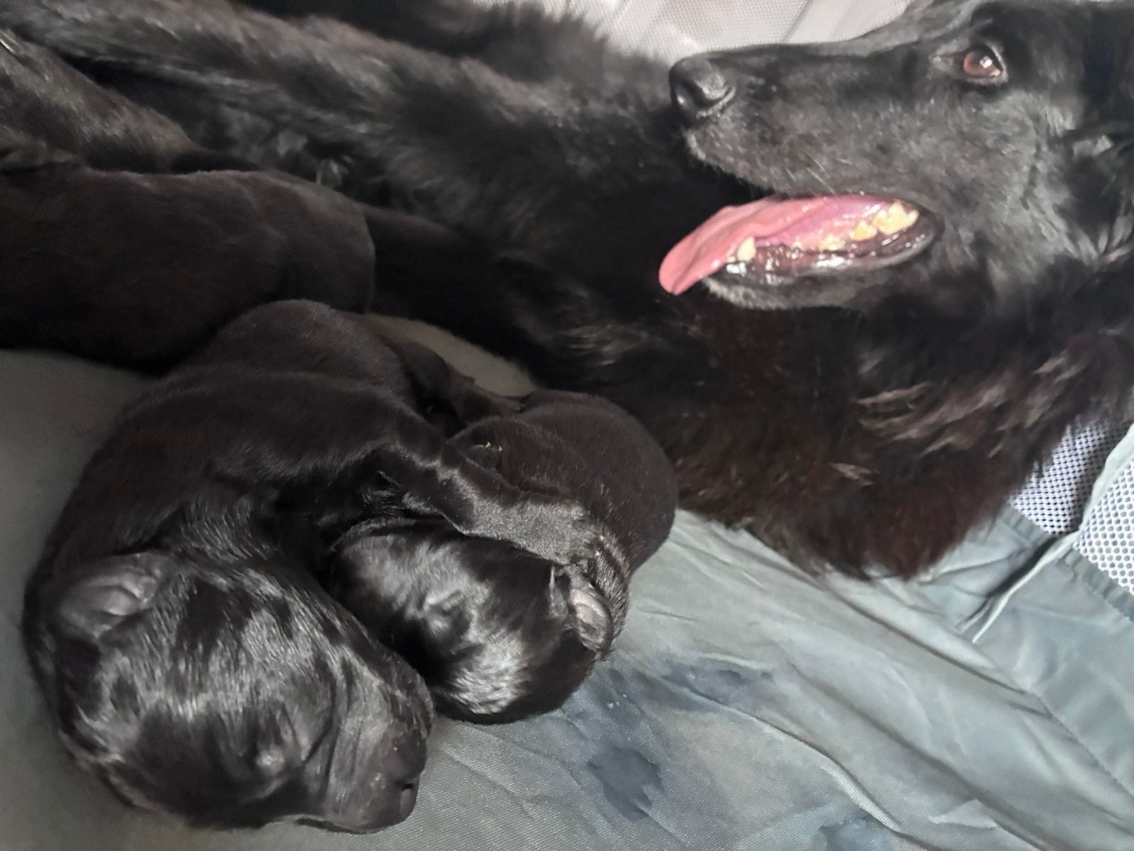Nine tiny black Belgian Shepherds came into the world. | Dogs | Dobrich | 6