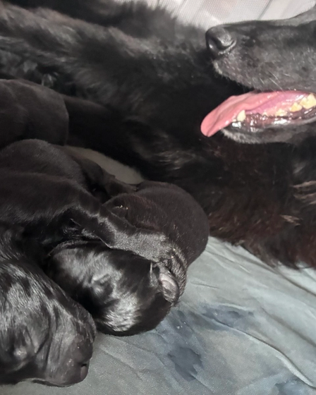 Nine tiny black Belgian Shepherds came into the world. | Dogs | Dobrich | 6